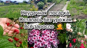 29-06-2025 Неудачная посадка.Осталась без урожая.Всё заросло.🤦🤦🤦