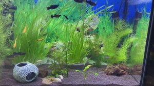 Нерест апистограммы выжила ли икра?