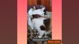 Кот Наполеон. Изуродованный одними людьми .Вылеченный другими ( о нем- подробно в комментариях).