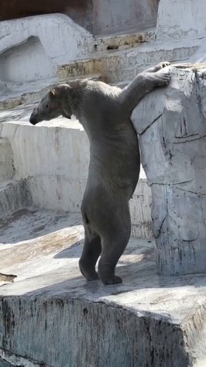 Это белый медведь, но кожа у него черная, а шерсть прозрачная! Живите теперь с этим #shorts