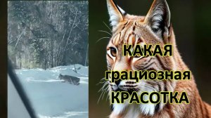 😻 Рысь - КАКАЯ грациозная КРАСОТКА 👍