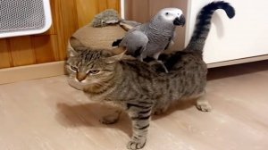 Приколы с котами! Смешные коты - Самые смешные животные С ОЗВУЧКОЙ! Ржака!!