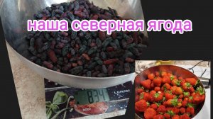 жизнь на Крайнем Севере/сбор северной ягоды