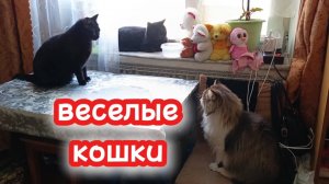 Веселые кошки.