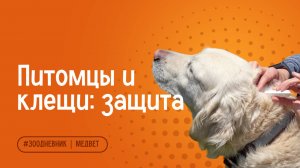 Обработка животных от клещей и паразитов — советы ветеринара по защите питомца весной и летом