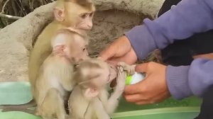 Обезьянки ТРИ нашли одних в лесу Пальцы сосут Пищат Напоили МОЛОКОМ из соски Успокоились