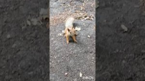 Кормим белочек