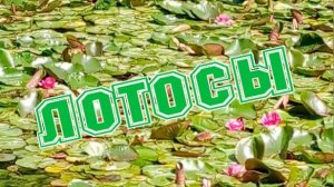 лотосы в ботаническом саду в Симферополе