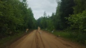 Лесной патруль🌳🌲🌳