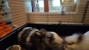 Утренние кролики🐰🐇