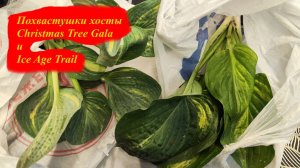 Похвастушка, хосты Christmas Tree Gala и Ice Age Trail