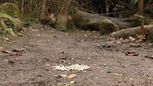 Мелодрама в перьях: любовные игры птиц