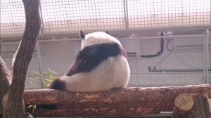 🐼 Панда Катюша включила режим вредины-обиженки.