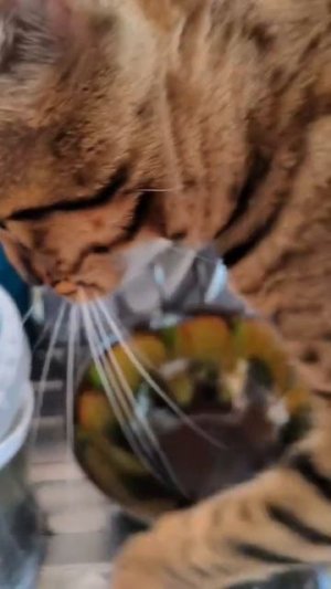 Кошка Хама🐈⬛