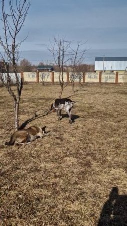 Рыжую оставили около магазина и ушли.
Спасал ее наш Женя.Пристроил в хорошую семью. Жива! Счастлива