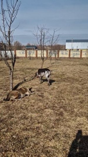 Рыжую оставили около магазина и ушли.
Спасал ее наш Женя.Пристроил в хорошую семью. Жива! Счастлива