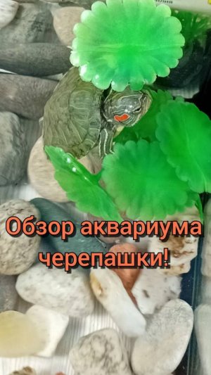 Обзор на аквариум красноухой черепашки! 🐢 | #красноухаячерепаха #уходзачерепахами #полезныесоветы