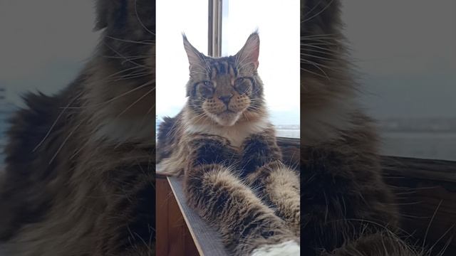 Съел Суп из Креветок🎏🐅🔥Наелся🐯