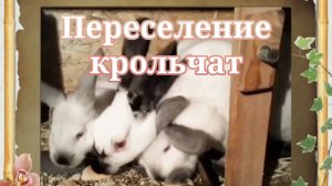 Переселение крольчат. 🐇🐇🐇