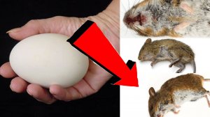 Как избавиться от мышей в квартире За 3 Секунды..!.!.!..