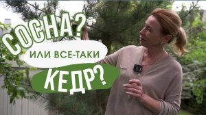 Кедр или сосна кедровая?!