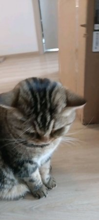 Лего кот