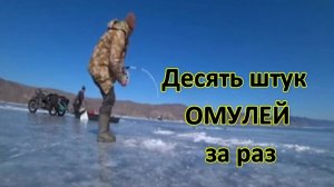 🔥 ДЕСЯТЬ штук ОМУЛЕЙ за раз 🎣
