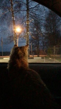 Кот Альф устал в дороге, красивое нарядное дерево, не зима