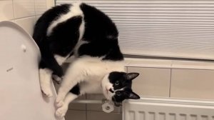 Приколы с котами! Смешные коты - Самые смешные животные С ОЗВУЧКОЙ! Ржака!!
