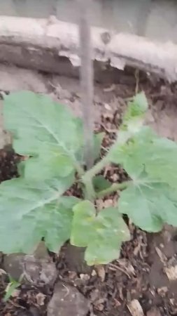 Арбуз Каристан на даче от Small Gardens