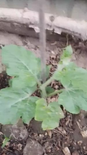 Арбуз Каристан на даче от Small Gardens