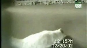 Приколы с животными. Смешная озвучка
