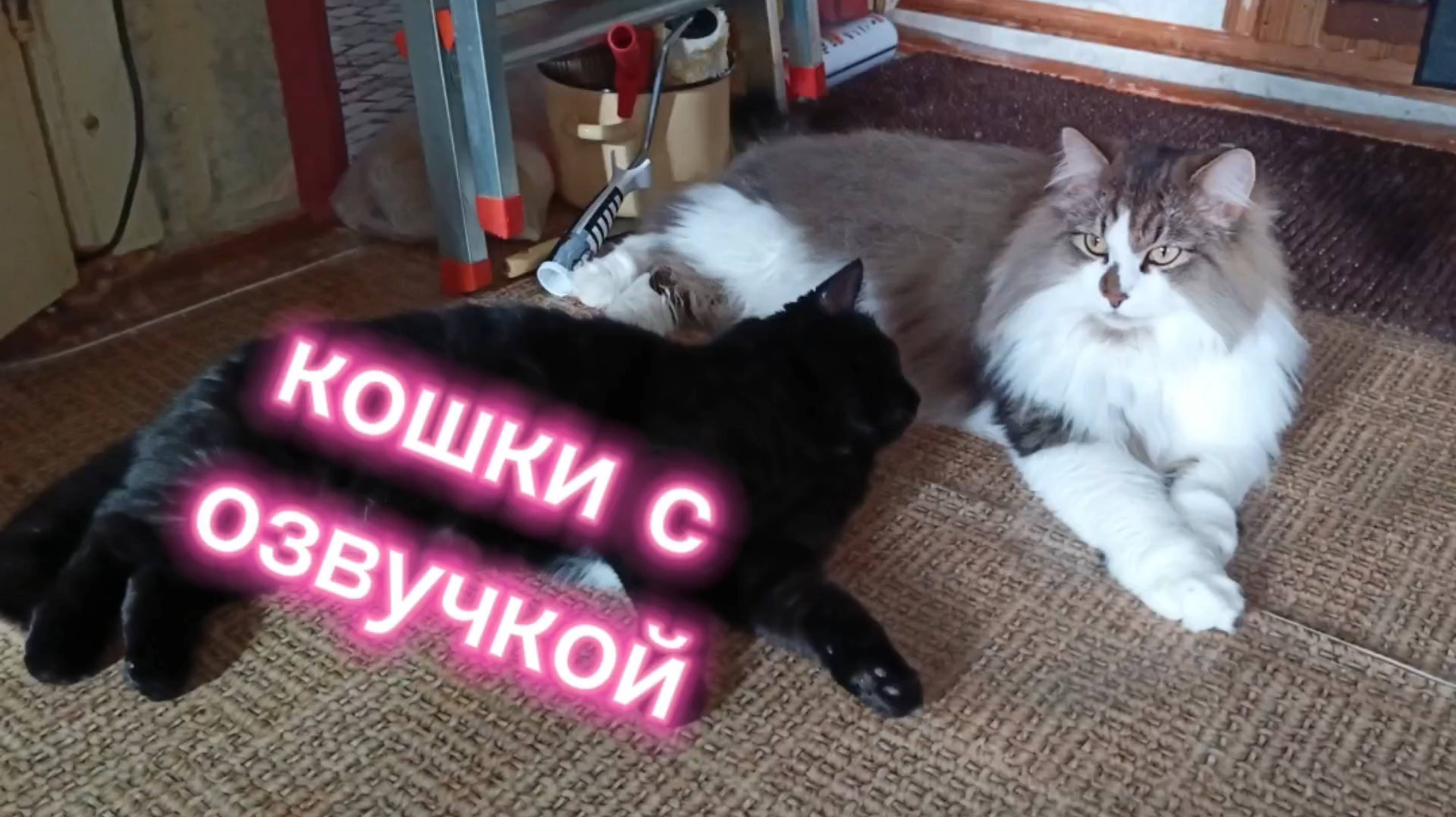 Кошки с озвучкой.