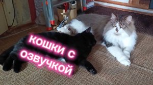 Кошки с озвучкой.
