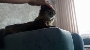 Китти В РАЮ! 😻 Нежный МУРрр-МАССАЖ до усыпления!