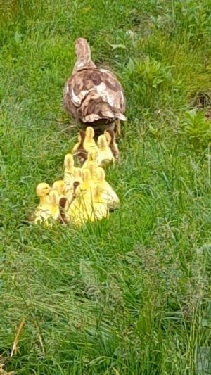 🦆 🐥 🐥 🐥