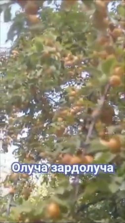 ОЛУЧАЮ ЗАРДОЛУЧА