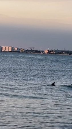 🐬 Танцы дельфинов на закате 🌅