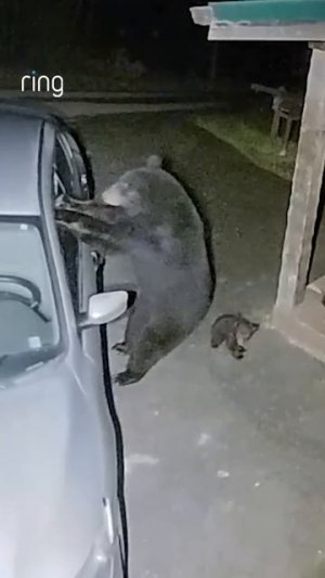 | MemLand | Приятного просмотра!