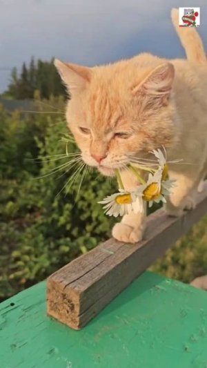 Если дождь всю ночь напролёт 🌜🌧☔️❤️😻