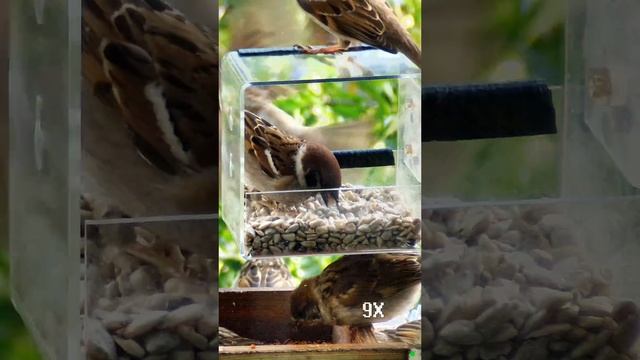 Воробьи в кормушке на окне зажигают
