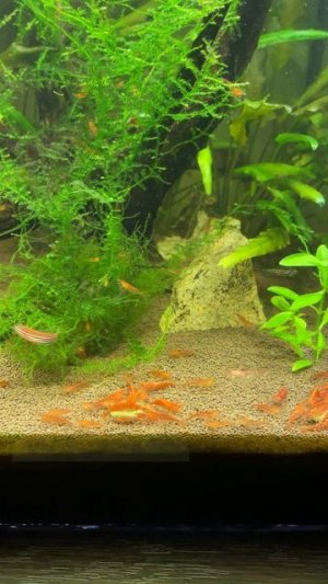 Аквариум 🐠🦐 #красота #музыка #аквариум #рыбки #криветкичери #shortvideo #shorts #short