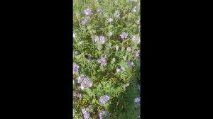 Летние истории, пчелы