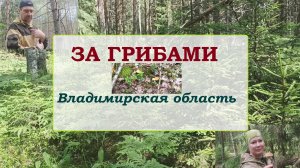 ЗА ГРИБАМИ.Владимирская область