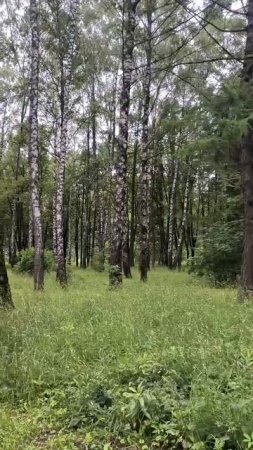 Роща