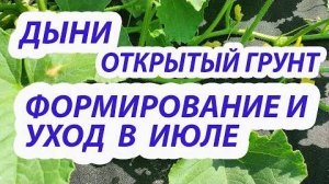 ДЫНИ в ИЮЛЕ: Формировка, подкормка, полив и защита от вредителей для богатого урожая