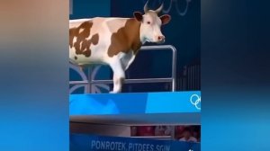 Прыжки с трамплина среди животных.