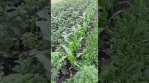 После дождя как хорошо растет