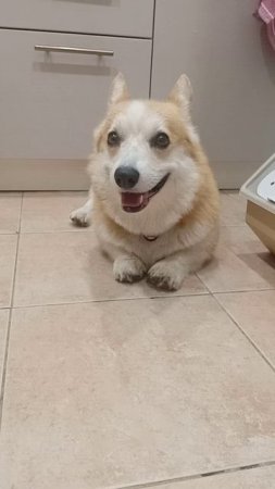 Руби -это заяц или лисичка? Нет это корги🐕🦺