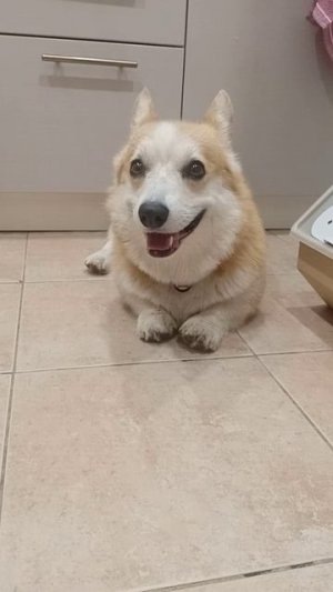 Руби -это заяц или лисичка? Нет это корги🐕🦺